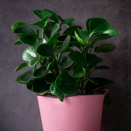 Green Plant Sapling