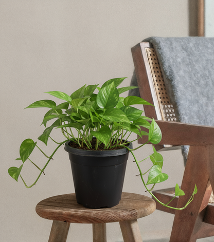Pothos