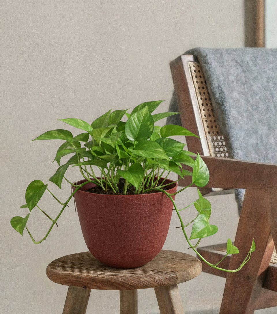 Pothos