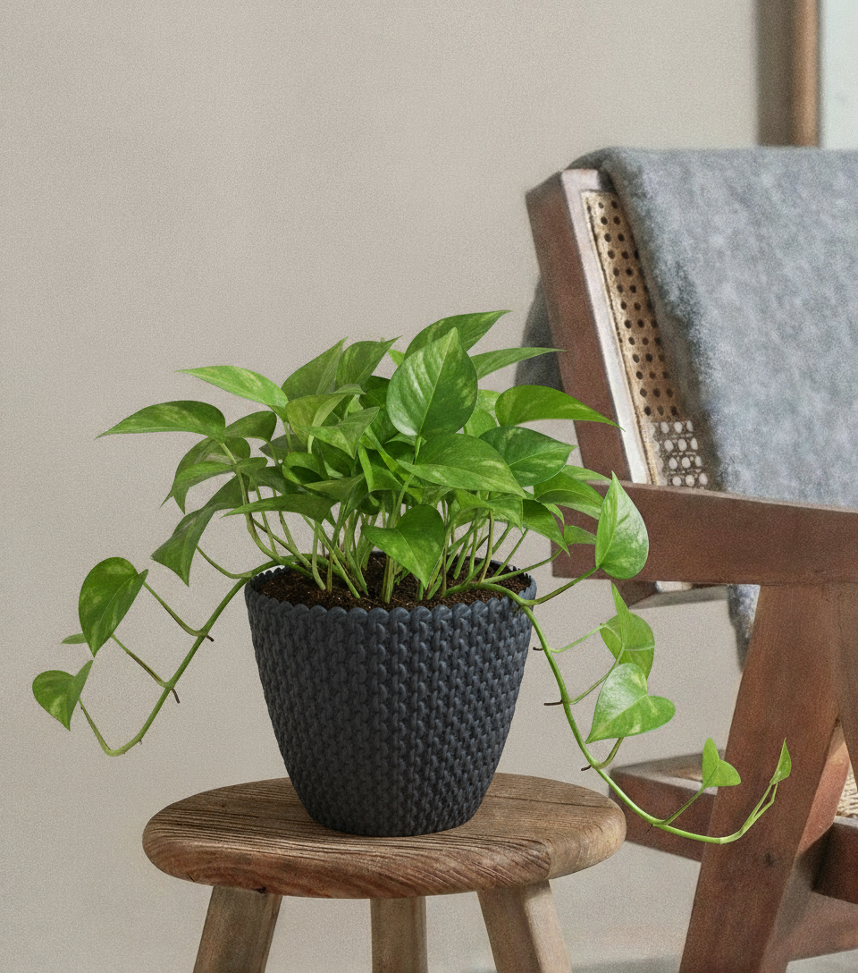 Pothos