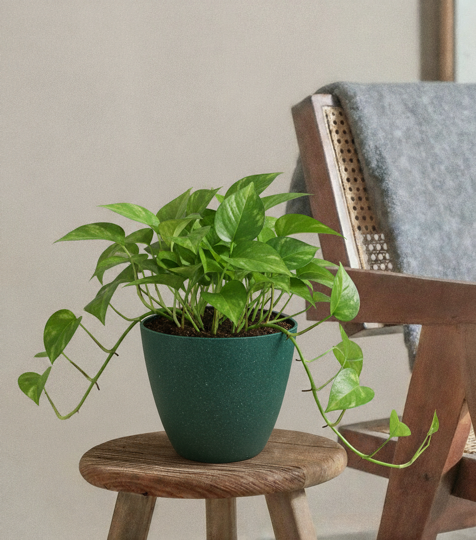 Pothos