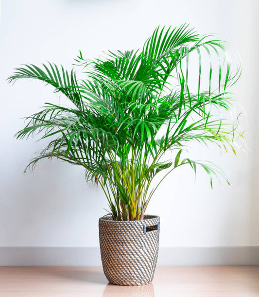 Areca palm