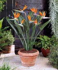 Birds of Paradise