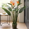Birds of Paradise