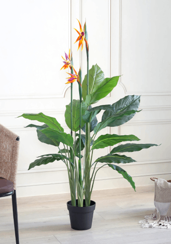 Birds of Paradise