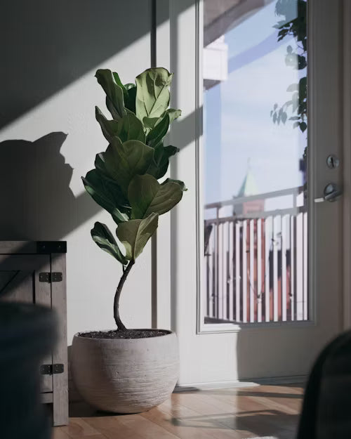 Fiddle Leaf Fig