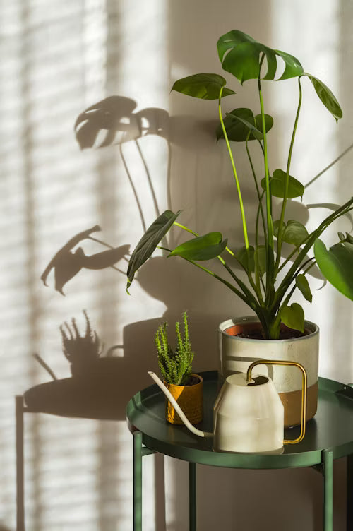 Monstera Deliciosa