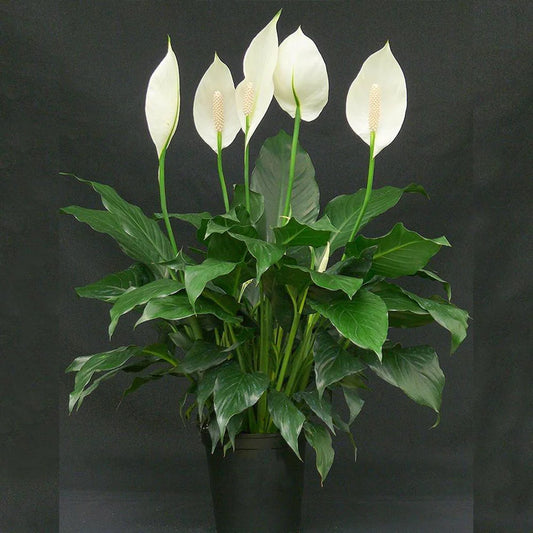 Peace Lily