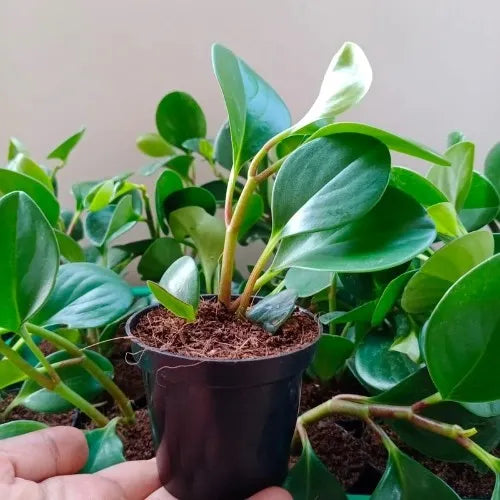 Green Plant Sapling