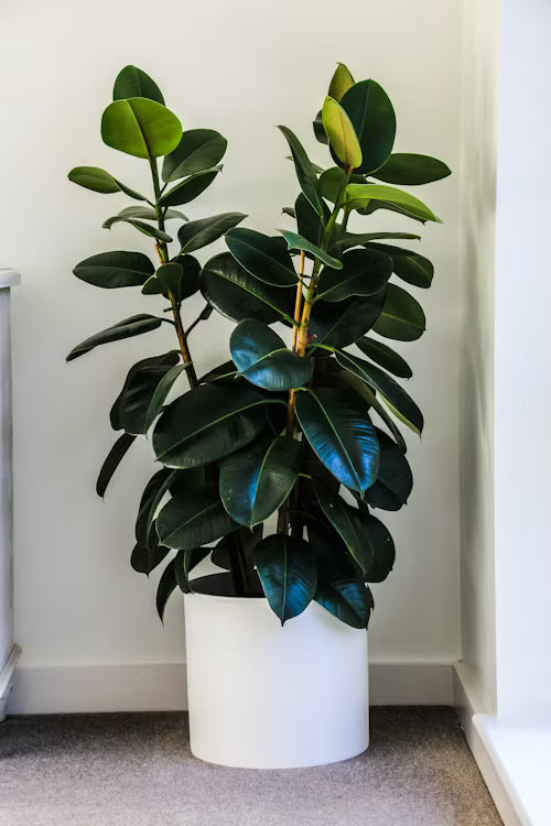 ﻿﻿Rubber plant