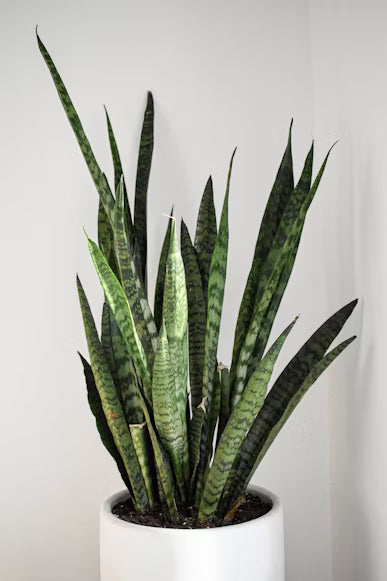 Snake plant