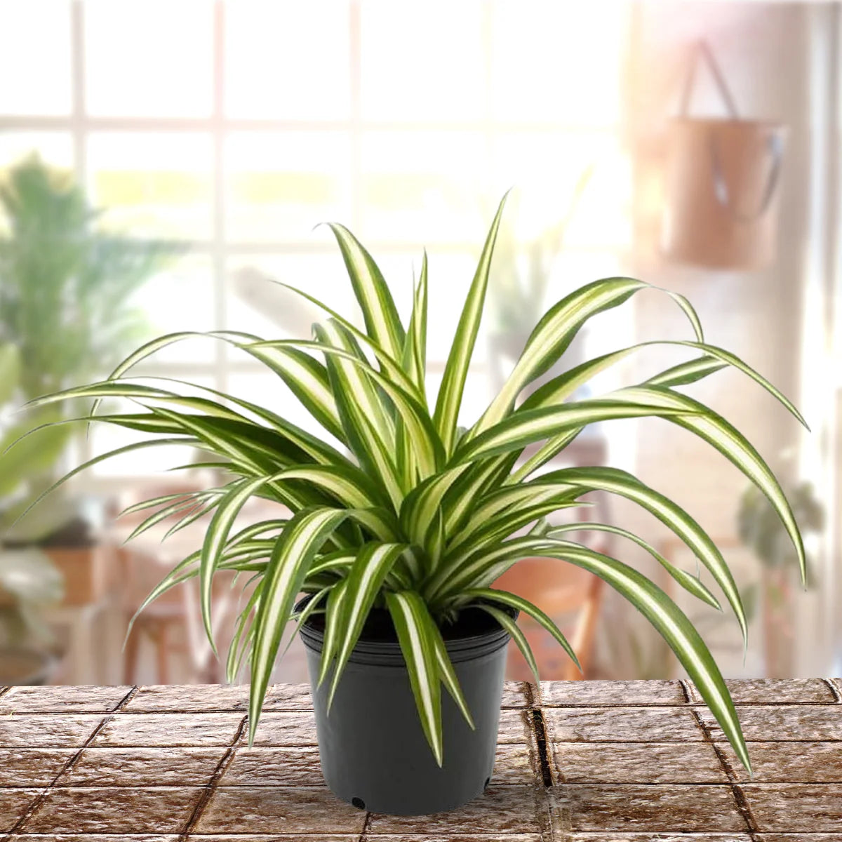 Spider Plant
